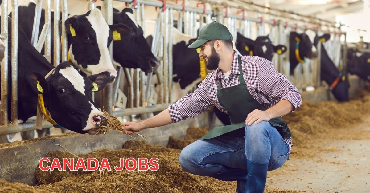 Dairy Farm Worker Jobs in Canada