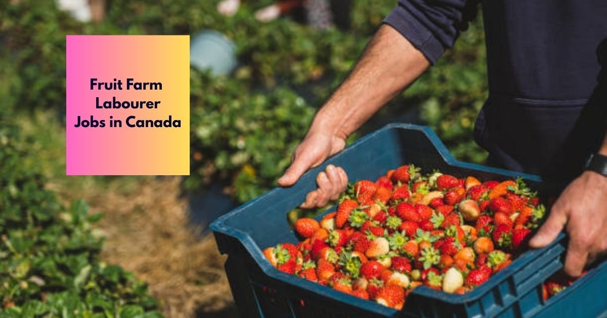 Fruit Farm Labourer Jobs in Canada